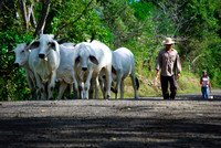 Campesino y Ganado