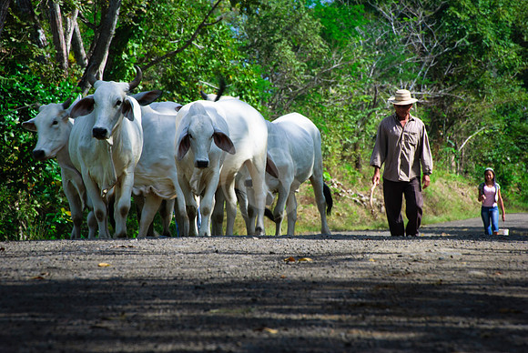 Campesino y Ganado