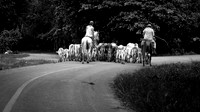 Campesino y Ganado