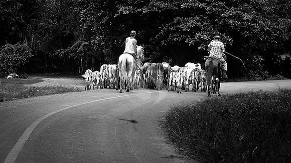 Campesino y Ganado